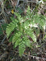 Adiantum cunninghamii