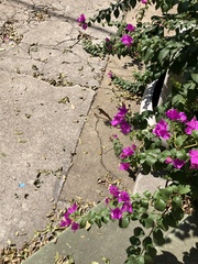 Heraclides cresphontes