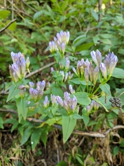 Gentianella quinquefolia