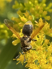 Hoplitimyia mutabilis