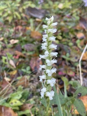Spiranthes ochroleuca