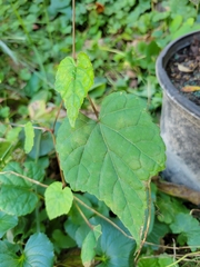 Vitis vulpina