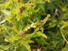 Croton bonplandianus