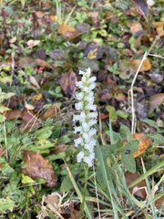 Spiranthes ochroleuca