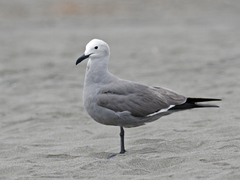 Leucophaeus modestus