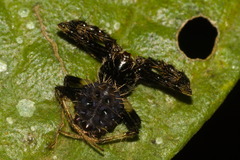 Verrucosa