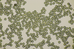 Lactarius intermedius