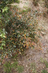 Ochna serrulata
