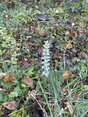 Spiranthes ochroleuca