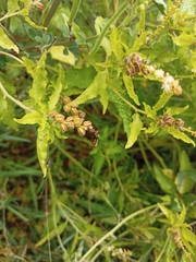Croton bonplandianus