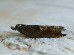 Ancylis uncella