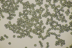 Lactarius intermedius