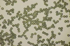 Lactarius intermedius