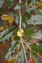 Ochna serrulata