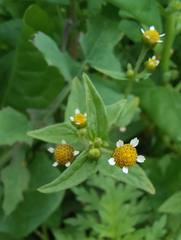 Galinsoga parviflora