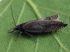 Ancylis uncella