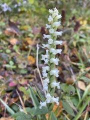 Spiranthes ochroleuca