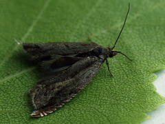 Ancylis uncella