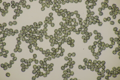 Lactarius intermedius