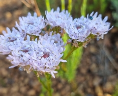 Pseudoselago serrata
