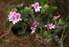 Pelargonium cucullatum strigifolium