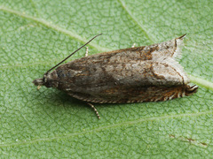 Ancylis uncella