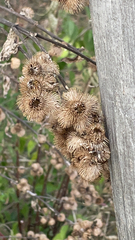 Arctium minus