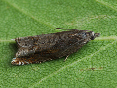 Ancylis uncella