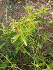 Croton bonplandianus