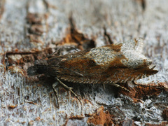 Ancylis uncella
