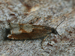 Ancylis uncella