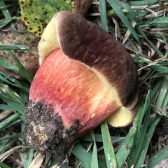 Xerocomellus salicicola