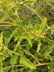 Croton bonplandianus