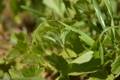 Pelargonium alchemilloides