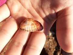 Barbatia