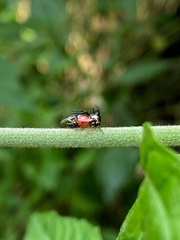 Cyphonia trifida