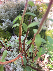 Calyptospora columnaris
