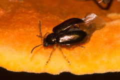 Lysathia