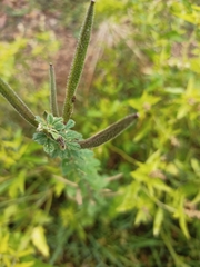 Cleome viscosa