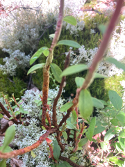 Calyptospora columnaris
