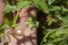 Pelargonium alchemilloides