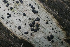 Lecidella elaeochroma