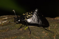 Cypherotylus tigrinus