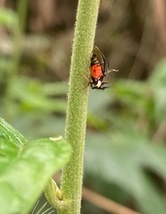 Cyphonia trifida
