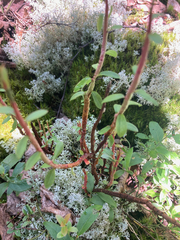 Calyptospora columnaris