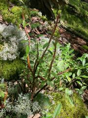 Calyptospora columnaris