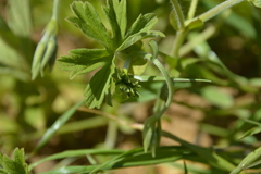 Pelargonium alchemilloides