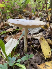 Amanita wellsii
