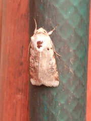 Noctuinae