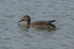 Anas crecca